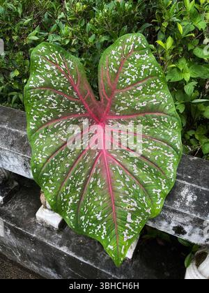 Ein atemberaubendes Caladium-Blatt mit leuchtendem Grün und Rosa Verfärbung mit zarten weißen Flecken Stockfoto