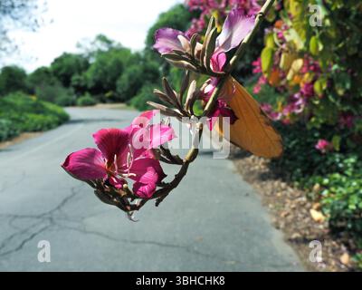 Los Angeles County Arboretum and Botanic Garden in Pasadena in Los Angeles, USA, 14. April 2025. (CTK Foto/Pavel Vesely) Stockfoto