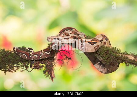 boa constrictor, eine Schlange, die auf einem Zweig eines Baumes gewickelt ist, Costa Rica Stockfoto