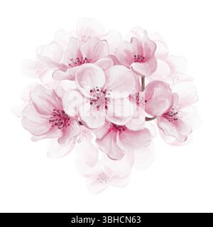 Kirschblüte. Rosafarbene Knospen und Blütenblätter. Kleine Blumen von Kirsch- und Apfelbäumen. Aquarellabbildung ohne Hintergrund. Handzeichnung. Stockfoto