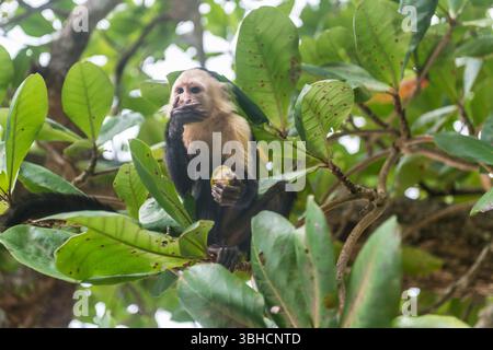 cebus-Imitator (cebus-Imitator) isst eine Mandelfrucht in einem Baum.Cahuita-Nationalpark, Costa Rica. Stockfoto