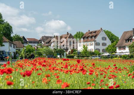 Reichenau, Deutschland. Juni 2025. Mohnblumen blühen im Sonnenschein auf der Insel Reichenau. Quelle: Silas Stein/dpa/Alamy Live News Stockfoto