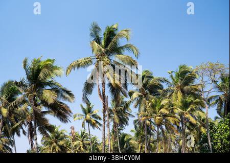 Palmen Am Strand In Goa, Südindien, Tropische Westküste, Arabisches Meer In Asien, Urlaubsziel Stockfoto