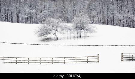 Winterszene von Bäumen auf einem schneebedeckten Feld Stockfoto