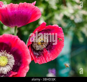 Mohn in Blüte mit Bienen foragingal Stockfoto
