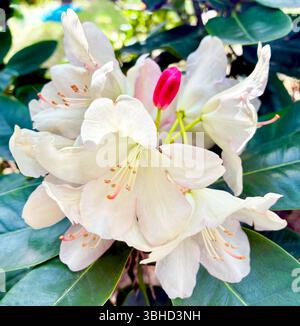 Rhododendron weiße Blüten, vielleicht die Sorte Cunninghams White. Blumen in einem botanischen Garten oder Park im Sommer. Hochwertige Fotos Stockfoto