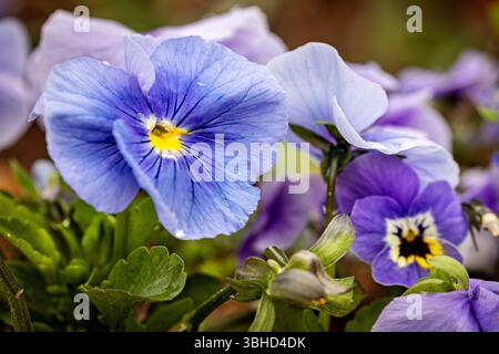 Der Garten Stiefmütterchen (Viola x wittrockiana) Stockfoto