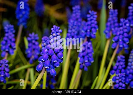 Blaue Muscari-Blumen auf einem Feld Stockfoto