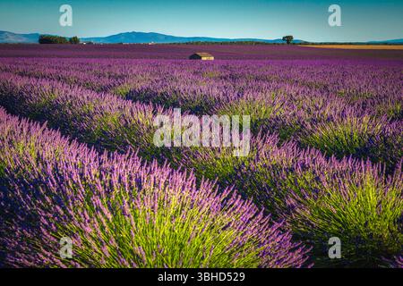 Atemberaubende landwirtschaftlich genutzte Sommerlandschaft und Fotoplatz. Kultivierte Lavendelzeilen und Lavendelplantage, Valensole, Provence, Frankreich, Euro Stockfoto
