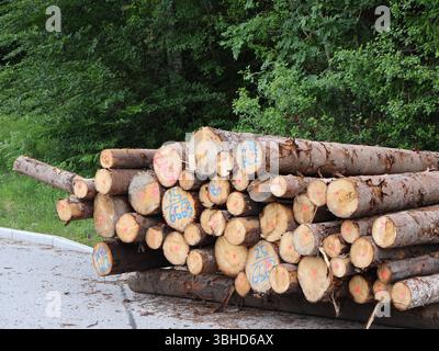 Stapel von protokolliertem Holz, platziert durch bewaldete Fläche mit grünen Bäumen in Ansicht. Ordentlich gestapelte Baumstämme, die in der Nähe von Wäldern und natürlichen Materialien gesammelt wurden Stockfoto