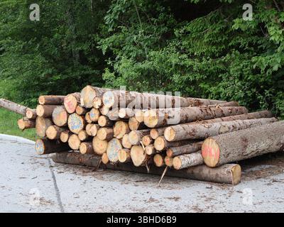 Gestapelte Holzprotokolle im bewaldeten Bereich für Verarbeitung und Lieferung. Stapel ordentlich gestapelter Holzstämme in der Nähe von Waldflächen, bereit für die Verarbeitung Stockfoto