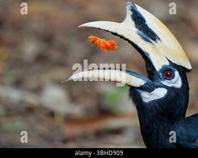 Orientalischer Rattenschnabel Anthracoceros albirostris Kaeng Krachan Nationalpark, Thailand BI045613 Stockfoto