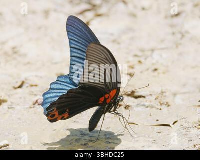 Papilio agenor Kaeng Krachan Nationalpark, Thailand IN004597 Stockfoto
