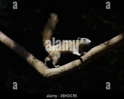 Graubauchhörnchen Callosciurus caniceps Kaeng Krachan Nationalpark, Thailand MA004880 Stockfoto
