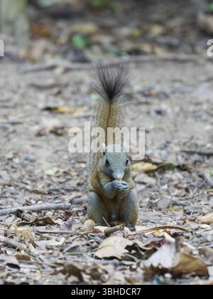 Graubauchhörnchen Callosciurus caniceps Kaeng Krachan Nationalpark, Thailand MA004882 Stockfoto