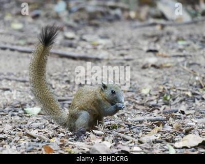 Graubauchhörnchen Callosciurus caniceps Kaeng Krachan Nationalpark, Thailand MA004885 Stockfoto