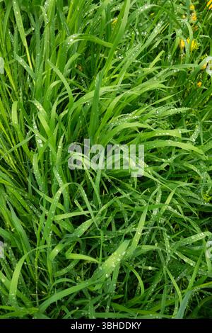 Grüne Feder Gras Hintergrund Stockfoto