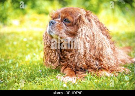 Eine liegende Hunderasse Cavalier King Charles Spaniel mit langem Fell genießt die Natur, Gehlberg, Thüringen, Deutschland, Europa Stockfoto