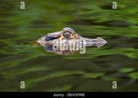 Ein schwarzer Caiman, Melanosuchus niger, schwimmt in einer Lagune im Yasuni-Nationalpark in Ecuador. Stockfoto
