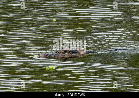 Ein großer schwarzer Caiman, Melanosuchus niger, schwimmt in einer Lagune im Yasuni-Nationalpark, Ecuador. Stockfoto