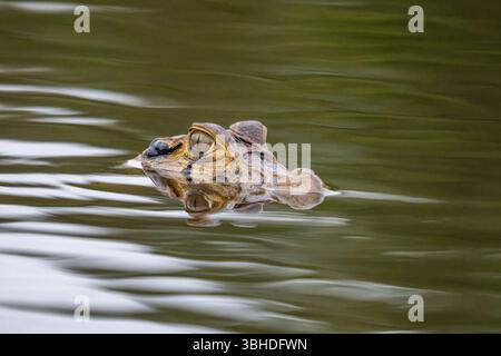 Ein schwarzer Caiman, Melanosuchus niger, schwimmt in einer Lagune im Yasuni-Nationalpark in Ecuador. Stockfoto