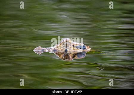 Ein schwarzer Caiman, Melanosuchus niger, schwimmt in einer Lagune im Yasuni-Nationalpark in Ecuador. Stockfoto