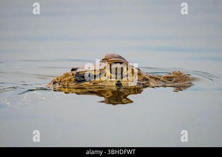 Ein schwarzer Caiman, Melanosuchus niger, schwimmt in einer Lagune im Yasuni-Nationalpark in Ecuador. Stockfoto