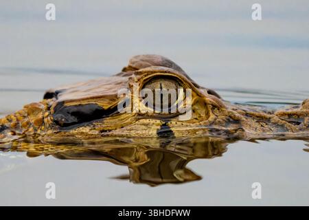 Ein schwarzer Caiman, Melanosuchus niger, schwimmt in einer Lagune im Yasuni-Nationalpark in Ecuador. Stockfoto