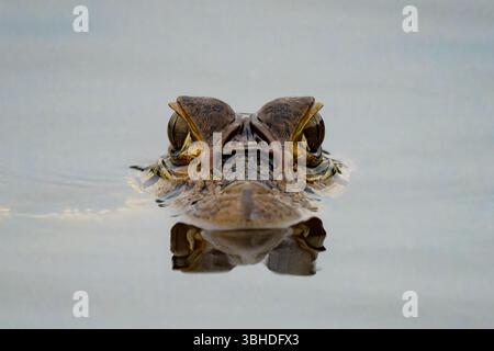 Ein schwarzer Caiman, Melanosuchus niger, schwimmt in einer Lagune im Yasuni-Nationalpark in Ecuador. Stockfoto