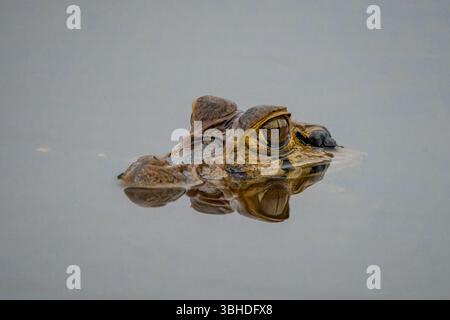 Ein schwarzer Caiman, Melanosuchus niger, schwimmt in einer Lagune im Yasuni-Nationalpark in Ecuador. Stockfoto