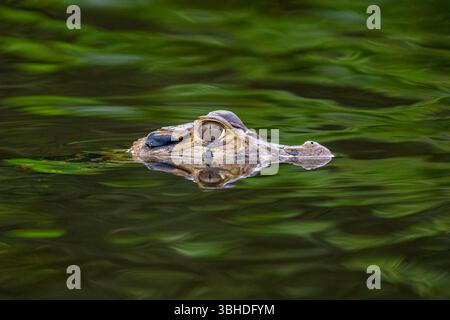 Ein schwarzer Caiman, Melanosuchus niger, schwimmt in einer Lagune im Yasuni-Nationalpark in Ecuador. Stockfoto