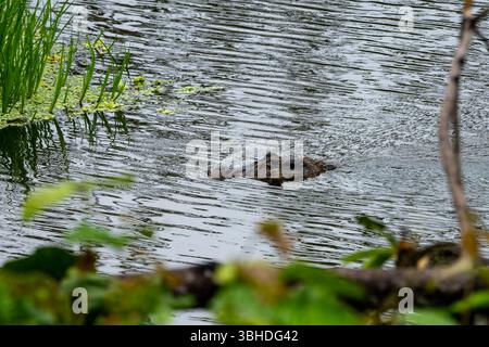 Ein großer schwarzer Caiman, Melanosuchus niger, schwimmt in einer Lagune im Yasuni-Nationalpark, Ecuador. Stockfoto