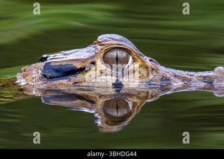 Ein schwarzer Caiman, Melanosuchus niger, schwimmt in einer Lagune im Yasuni-Nationalpark in Ecuador. Stockfoto
