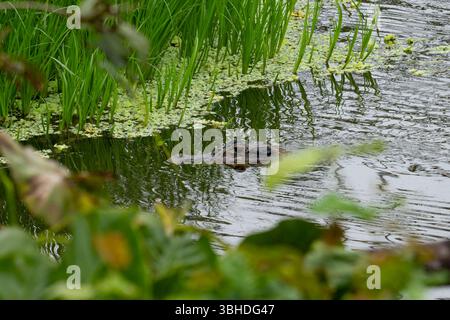 Ein großer schwarzer Caiman, Melanosuchus niger, schwimmt in einer Lagune im Yasuni-Nationalpark, Ecuador. Stockfoto