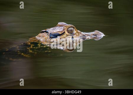 Ein schwarzer Caiman, Melanosuchus niger, schwimmt in einer Lagune im Yasuni-Nationalpark in Ecuador. Stockfoto