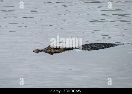 Ein großer schwarzer Caiman, Melanosuchus niger, schwimmt in einer Lagune im Yasuni-Nationalpark, Ecuador. Stockfoto