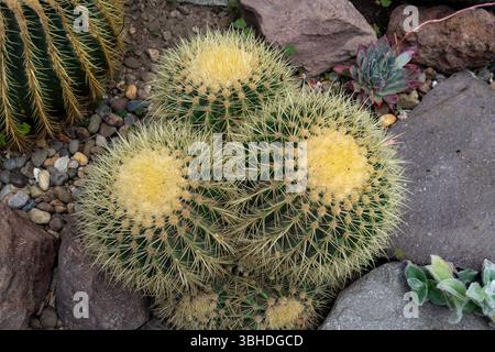 Goldener Fasskaktus, Echinocactus grusonii, im Kaktusgarten des Botanischen Gartens Quito in Quito, Ecuador. Stockfoto