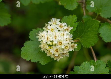 Mallow Ninebark, Physocarpus malvaceus, blüht im Timpanogos Cave National Monument, Utah. Stockfoto