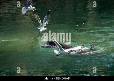 Kappelzrobben und Hartlaubmöwen füttern im türkisfarbenen Wasser des Kanals an der V&A Waterfront in Kapstadt. Stockfoto