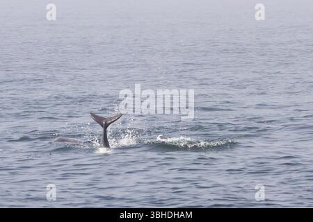 Schwanz eines Dusky Delfins, spielt und taucht in den Küstengewässern von Südafrika. Stockfoto