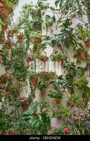 Traditionelle andalusische Terrasse mit Töpfen mit bunten Blumen wie Geranien, Petunien und Bougainvilleas, die die weiß getünchte Wand schmücken Stockfoto