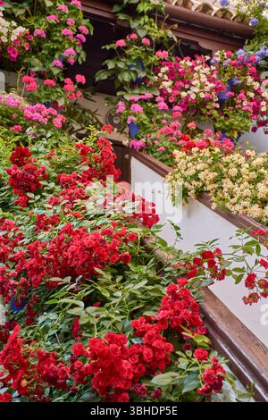 Traditionelle andalusische Terrasse mit Töpfen mit bunten Blumen wie Geranien, Petunien und Bougainvilleas, die die weiß getünchte Wand schmücken Stockfoto