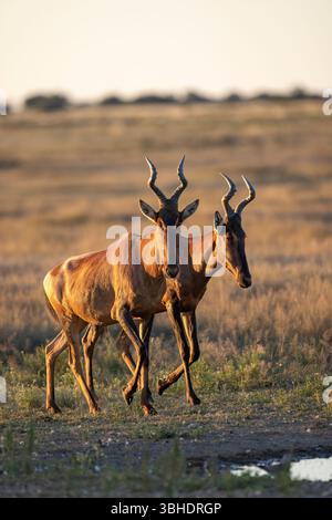 Stockfoto von zwei roten Hartebeest (Alcelaphus buselaphus caama), die sich einem Wasserloch in warmem Licht im Kgalagadi nähern Stockfoto