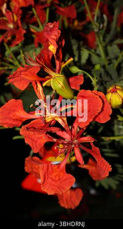Lebendige Nahaufnahmen von Bougainvillea, Plumeria und Gulmohar-Blumen in der Nacht mit satten Farben und scharfen Details für Natur und Dekoration. Stockfoto