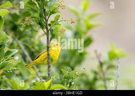 Ein gelber Warbler füllt den Morgen mit einem Lied. Stockfoto
