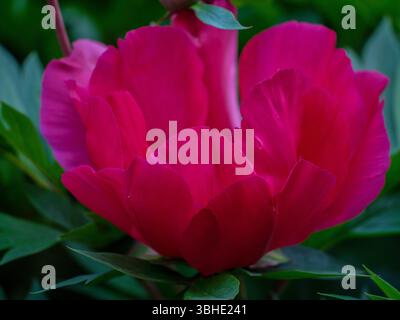 Üppige bunte Pfingstrosenblüte aus der Nähe von Paeonia Stockfoto