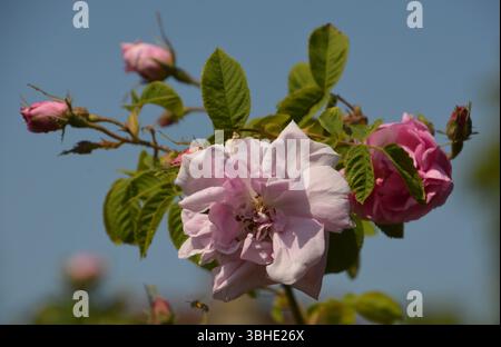 Nahaufnahme einer blühenden Damaszener Rose (Rosa damascena) mit sanften rosa Blüten und grünen Blättern, die im Mai im ummauerten Rosengarten bei Mottisfont gefangen wurde. Stockfoto