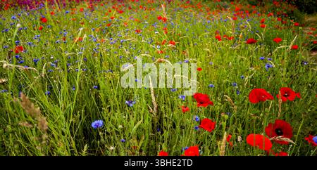 Ein malerischer Blick auf ein pulsierendes Feld voller Wildblumen und blühender roter Mohnblumen unter einem klaren blauen Himmel Stockfoto