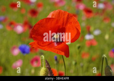 Roter Mohn auf einer Wiese mit wilden Blumen. Hintergrund mit Blumenmotiv im Sommer. Stockfoto