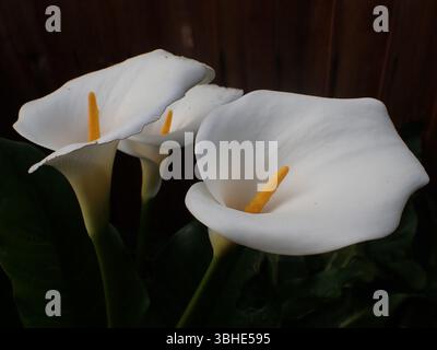 Weiße Calla Lily Blume Stockfoto